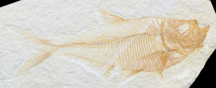 Nice, Diplomystus Fossil Fish - Wyoming #40753